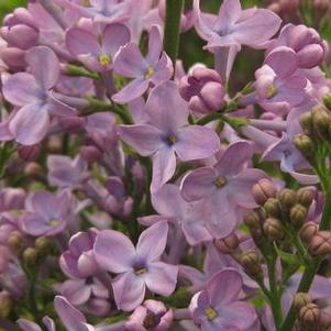 Syringa x hyacinthiflora 'Pocahontas'