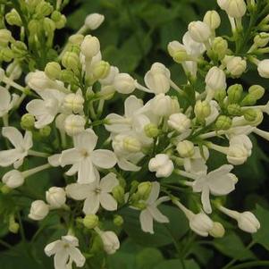 Syringa x oblata 'Betsy Ross'