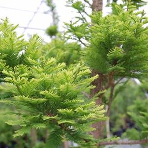 Taxodium distichum 'Peve Minaret'