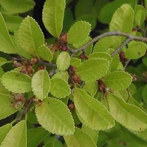 Ulmus parvifolia 'Golden Rey' 