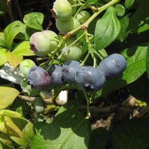 Vaccinium corymbosum 