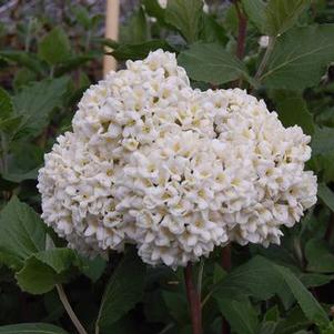 Viburnum carlesii 'Diana'