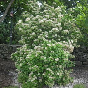 Viburnum dilatatum 'Asian Beauty' 