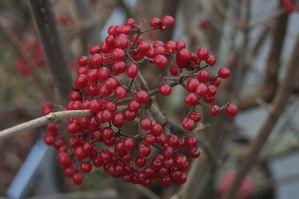 Viburnum dilatatum Cardinal Candy&trade; 