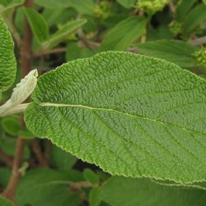 Viburnum lantana 'Mohican' 