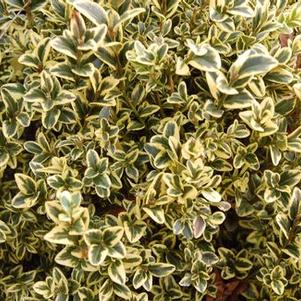 Buxus sempervirens 'Elegantissima'