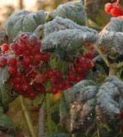 Viburnum opulus 'Compactum'
