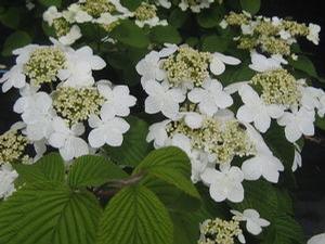 Viburnum plicatum tom. 'Mariesii' 