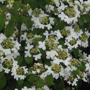 Viburnum plicatum tom. 'Summer Snowflake' 