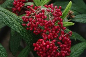 Viburnum rhytidophyllum 'Cree' 