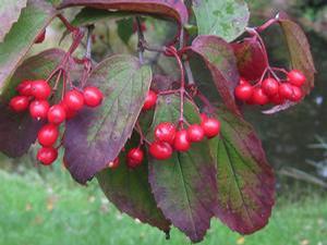 Viburnum setigerum 