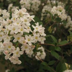 Viburnum x 'Mohawk' 