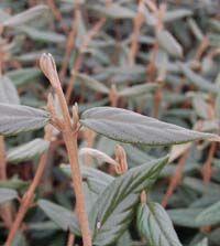 Viburnum x praegense 'Decker' 