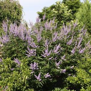 Vitex agnus-castus 'Abbeville Blue'