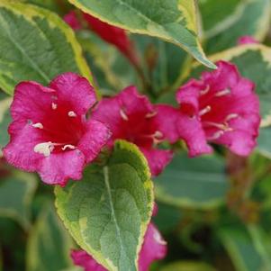 Weigela florida French Lace&trade; ('Brigela')