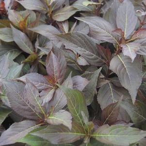 Weigela florida Midnight Wine&reg; 