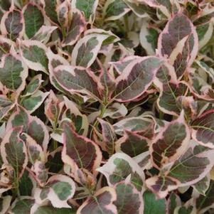 Weigela florida My Monet&trade; ('Verweig')