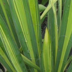 Yucca flaccida 'Golden Sword' 