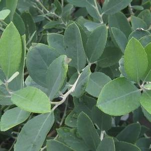 Zenobia pulverulenta 'Woodlander's Blue'