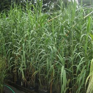 Arundo donax