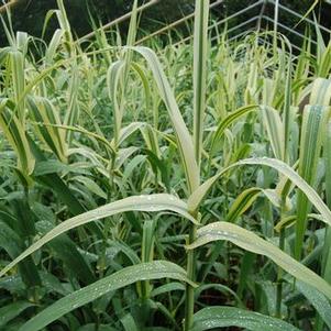 Arundo donax 'Variegatus'