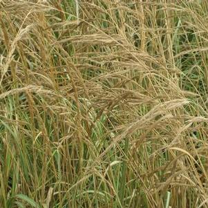 Calamagrostis x acutiflora 'Avalanche'