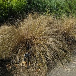 Carex buchananii 'Red Rooster'