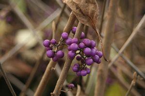 Callicarpa bodinieri var. giraldii 'Profusion'