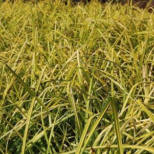 Carex elata 'Aurea'