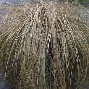Carex flagellifera