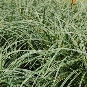 Carex morrowii 'Silver Sceptre'