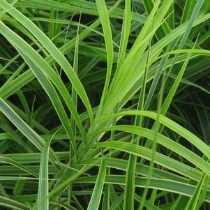 Carex muskingumensis 'Oehme'
