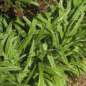 Carex siderosticha 'Variegata'