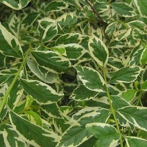 Callicarpa dichotoma 'Duet'
