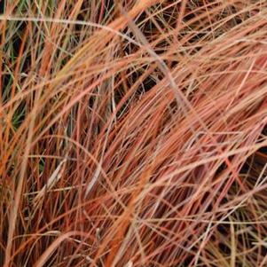 Carex tenuiculmis 'Cappuccino'