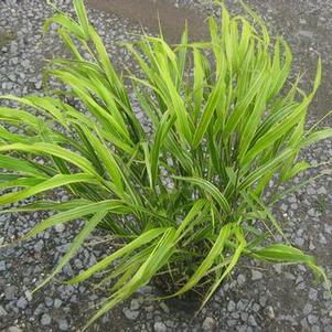 Hakonechloa macra 'Albo-Striata'