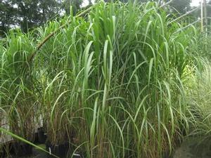 Miscanthus x giganteus