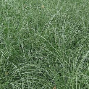 Miscanthus sinensis 'Adagio'