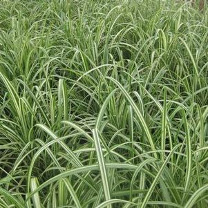 Miscanthus sinensis var. condensatus 'Cabaret'