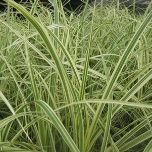 Miscanthus sinensis 'Dixieland'