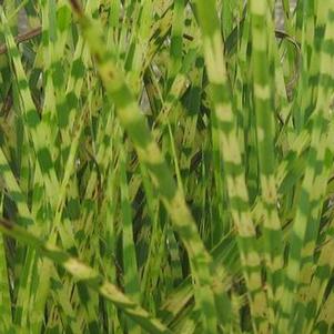 Miscanthus sinensis 'Gold Bar'