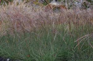 Miscanthus sinensis 'Little Kitten'