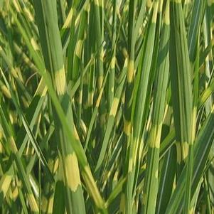 Miscanthus sinensis 'Strictus'