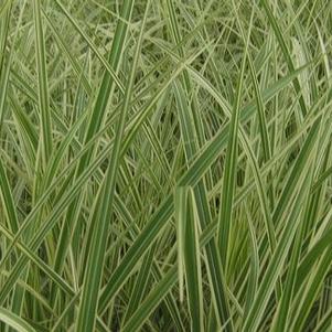 Miscanthus sinensis 'Variegatus'