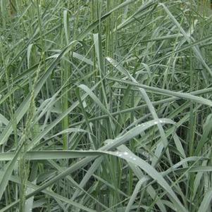 Panicum amarum 'Dewey Blue'