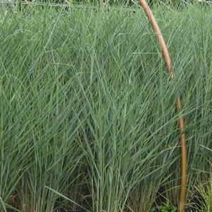 Panicum virgatum 'Cloud Nine'