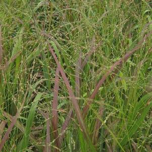 Panicum virgatum 'Huron Solstice'