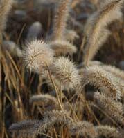 Pennisetum alopecuroides