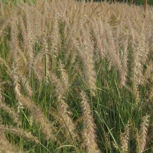 Pennisetum orientale