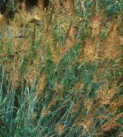 Sorgastrum nutans 'Sioux Blue'